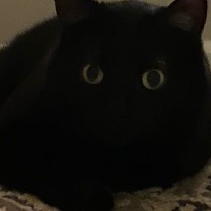 Meet your Posher, Robin